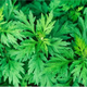 艾草