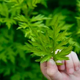 艾草1