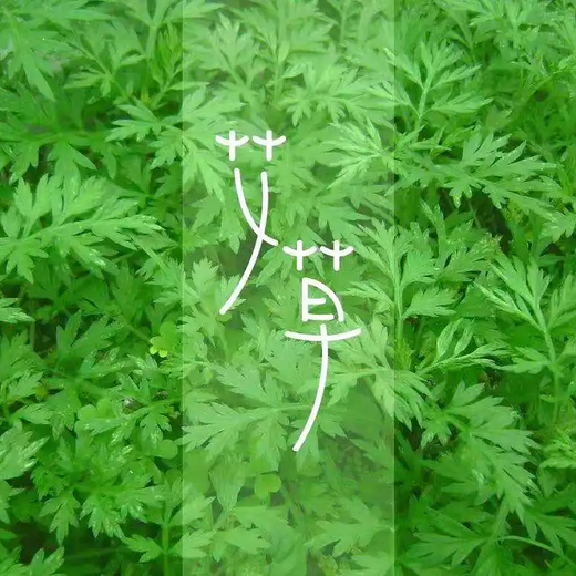 艾草種子批發及種子價格和圖片