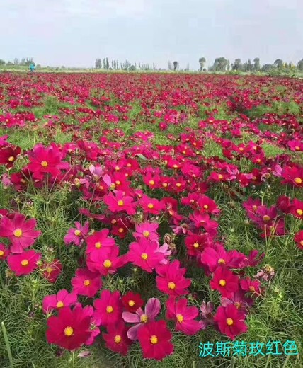 波斯菊种子批发波斯菊株高花色了解