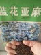 藍(lán)花亞麻花種子