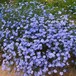 多年生草本花卉種子藍(lán)花亞麻種子價(jià)格咨詢我
