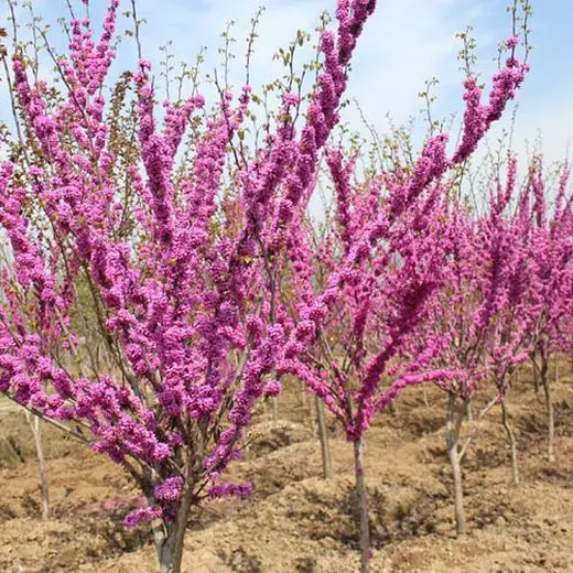紫荊花種子苗子綠之洲花卉全網批發