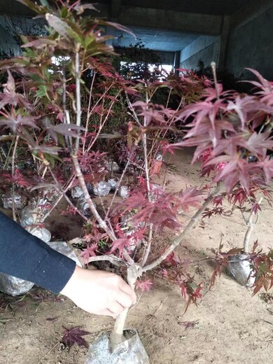 供應(yīng)各種紅楓盆景行道樹風(fēng)景樹