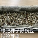 興安盟新品種綠肥種子訂購方法