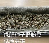 巢湖耐寒耐冻绿肥种子怎样购买