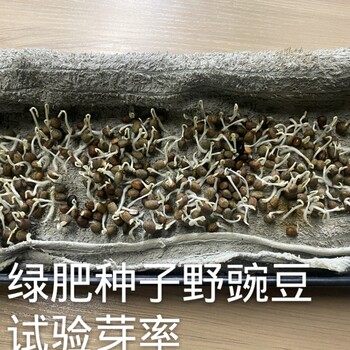 徐匯大粒苕子種子怎么賣