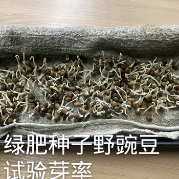 绿肥种子野豌豆每亩用量