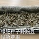 箭舌豌豆種子批發圖