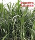 甜高粱苗帶字