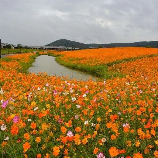 硫华菊种子批发矮杆硫华菊种子价格