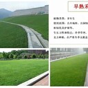 藍(lán)標(biāo)高羊茅草籽每平方用量