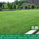 進(jìn)口多年生藍(lán)標(biāo)草籽用途
