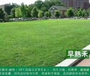 贵州护坡草坪草籽每平方用量图片