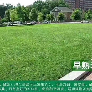 湖南宽叶草草籽普通绿化