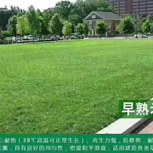 护坡高羊茅种子细叶高羊茅草籽价格批发