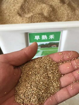 海南高羊茅藍標種子怎樣種植