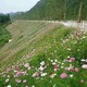 波斯菊護(hù)坡