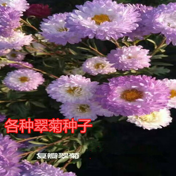 翠菊种子矮杆翠菊种子价格翠菊混色花种子批发