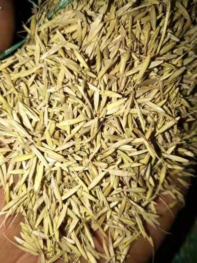 贵州进口早熟禾草籽订购方法