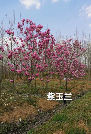 嬌紅玉蘭苗紫玉蘭苗黃玉蘭苗子價格批發(fā)