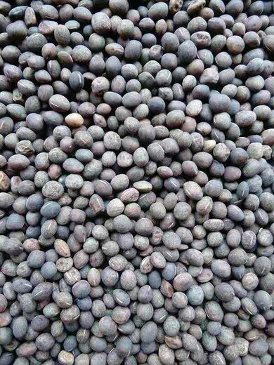 野豌豆種子供應(yīng)野豌豆種植用途