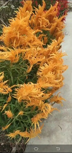雞冠花種子供應(yīng)鳳尾雞冠花穗狀雞冠花雞冠狀