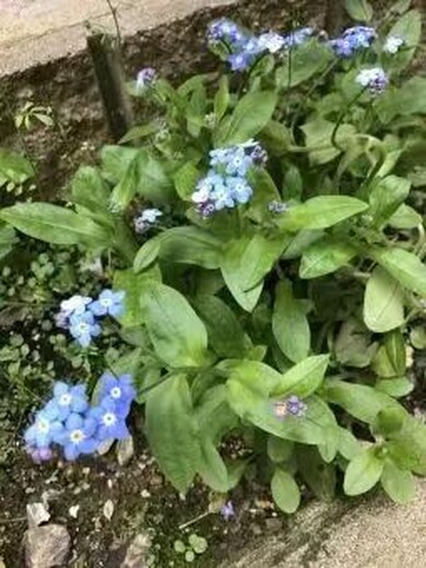 香雪球花種子價(jià)格香雪球種植方法