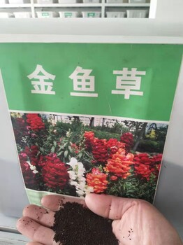 金鱼草花香花色多种子本公司供应