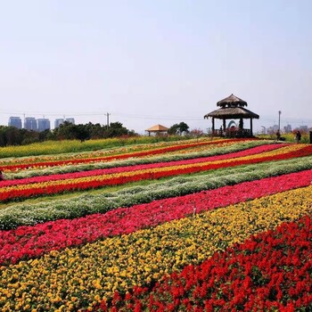 花海种子品种选择花海设计花海种植