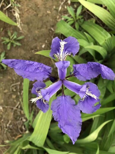 藍(lán)花鳶尾種子藍(lán)花鳶尾苗子大量批發(fā)