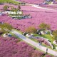 粉黛亂子草花海