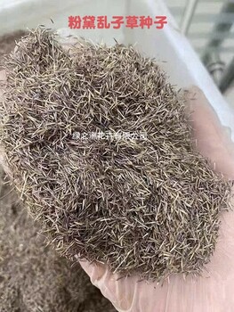 粉黛亂子草種子價格和種植優勢