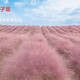 粉黛亂子草條播