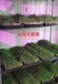 進口黑麥草種子出芽率格低