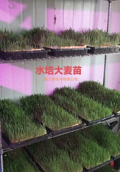 進口黑麥草種子出芽率格低