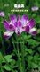 紫云英种子供应图