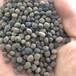 蘇州秋種綠肥種子產地電話