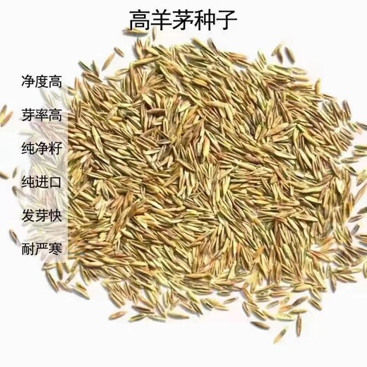 高羊茅草籽品种和各种价格