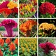 雞冠花品種組合