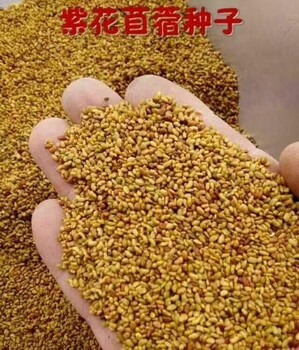 供應(yīng)白花苜蓿種子專賣