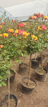 陽臺月季花棒棒糖月季花花色艷麗香味濃