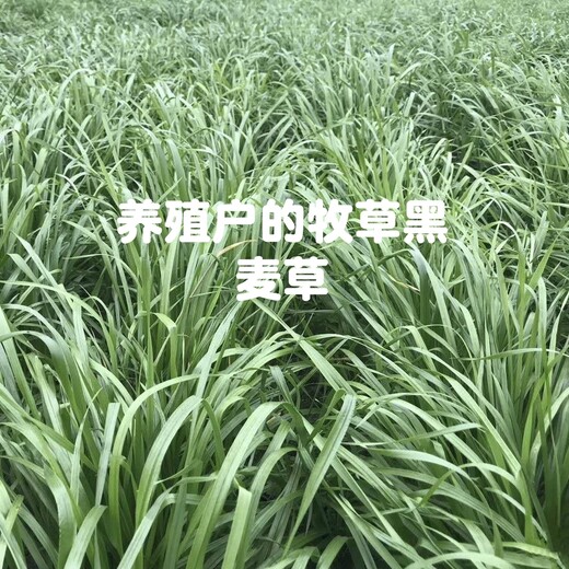 进口黑麦草种子种植喂鱼虾好