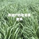 黑麥草苗帶字1