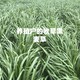 黑麦草苗带字1