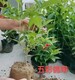 錦帶苗