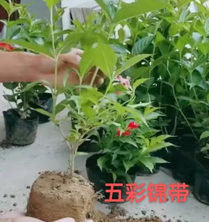 锦带花苗子批发红王子锦带五彩锦带供应