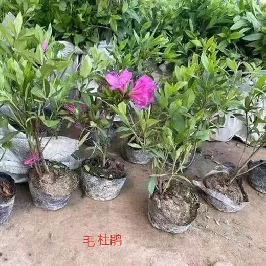 紫鵑苗子批發(fā)毛鵑苗子供應(yīng)