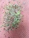 紅花草草籽籽發(fā)芽率強(qiáng)