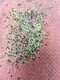 六棱大麥種子圖